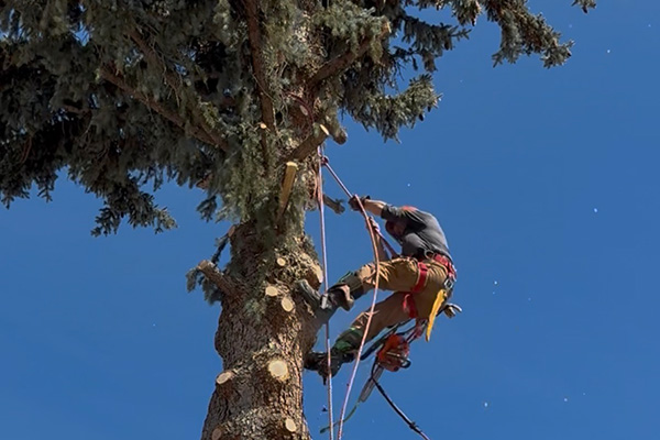 Tree Removal Cost in Calgary