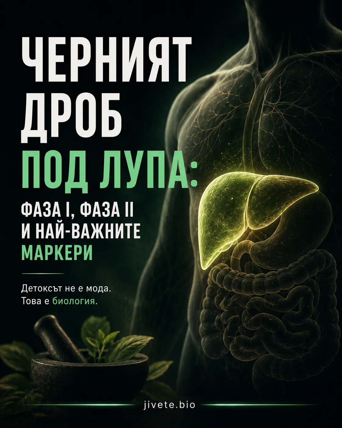 Черният дроб под лупа: фаза I, фаза II и най-важните маркери