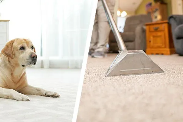 carpet cleaning Maldon Essex