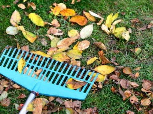 Tonka Bay Fall Cleanup