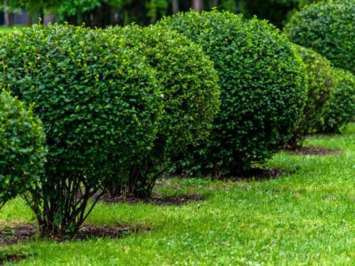 Lawn Mowing Mound
