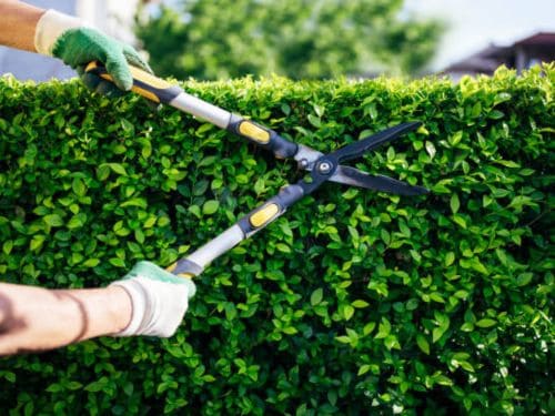 Tonka Bay Shrub & Hedge Trimming