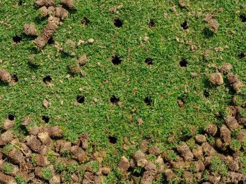Tonka Bay Core Aeration