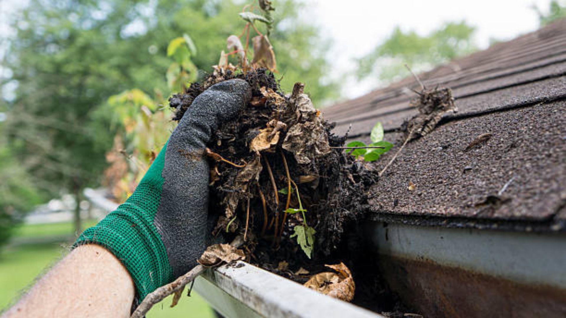 Fall Cleanup 