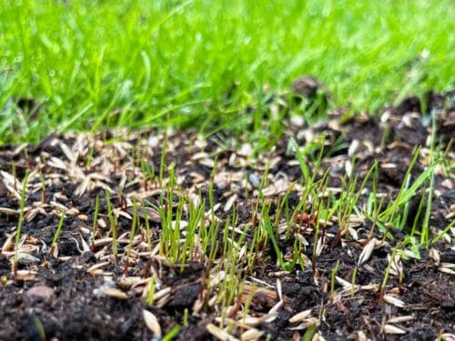 Tonka Bay Overseeding
