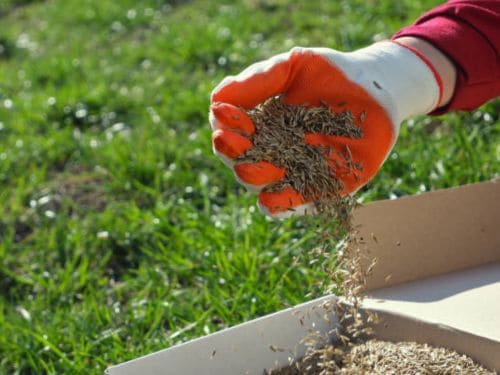 Core Aeration Mound