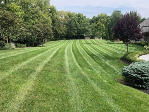 Shrub & Hedge Trimming Mound
