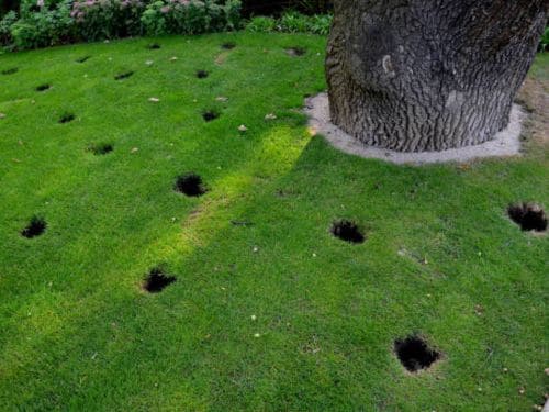 Lawn Mowing 
