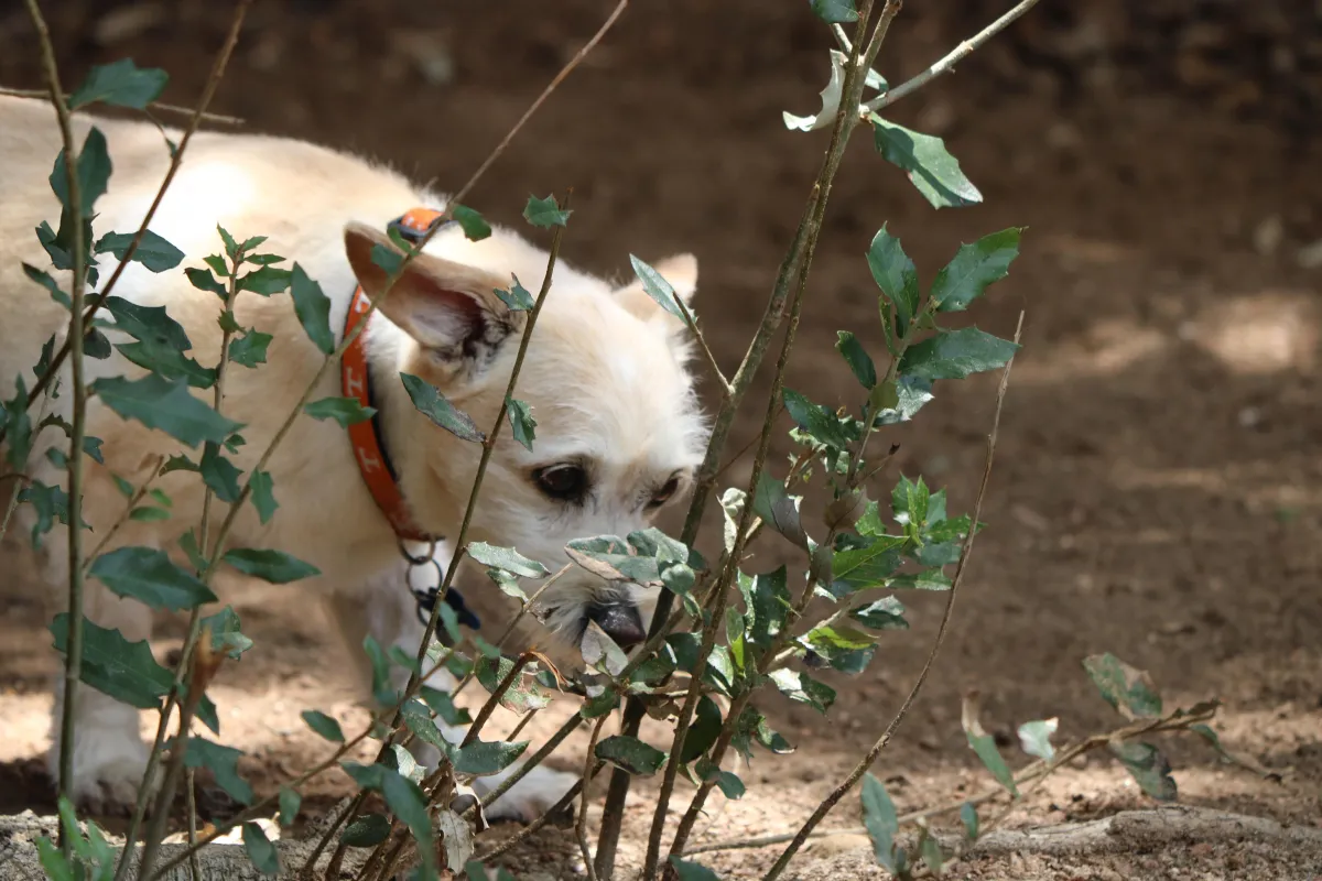 senior dog sniffing plants during enrichment activity at daycare Plano TX