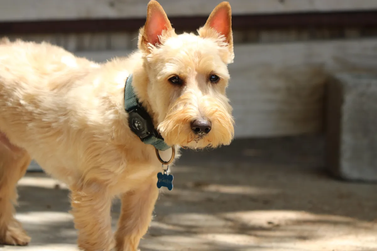 terrier mix dog standing in dog daycare yard Plano Texas