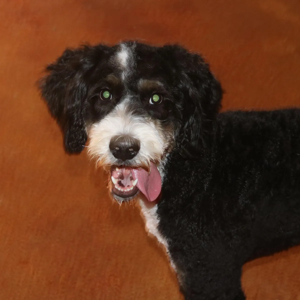 happy doodle mix dog smiling at daycare in Plano Texas