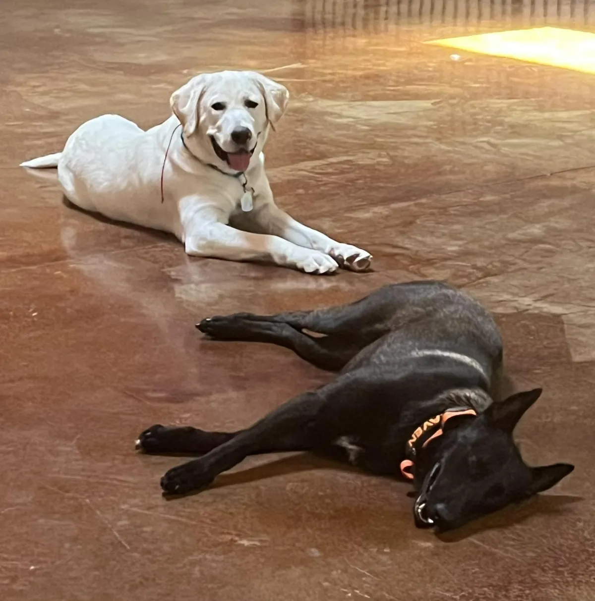 dogs resting after playtime in structured daycare environment Plano Texas