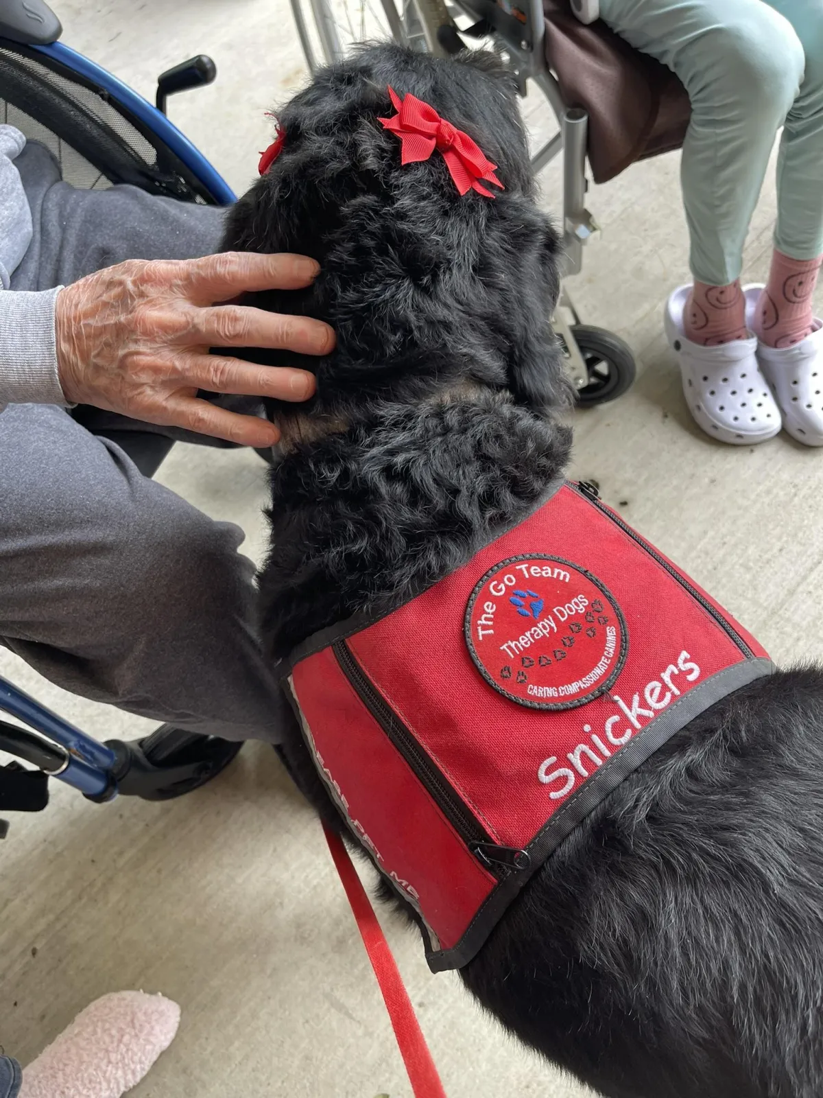 therapy dog wearing vest visiting person in care setting Plano Texas