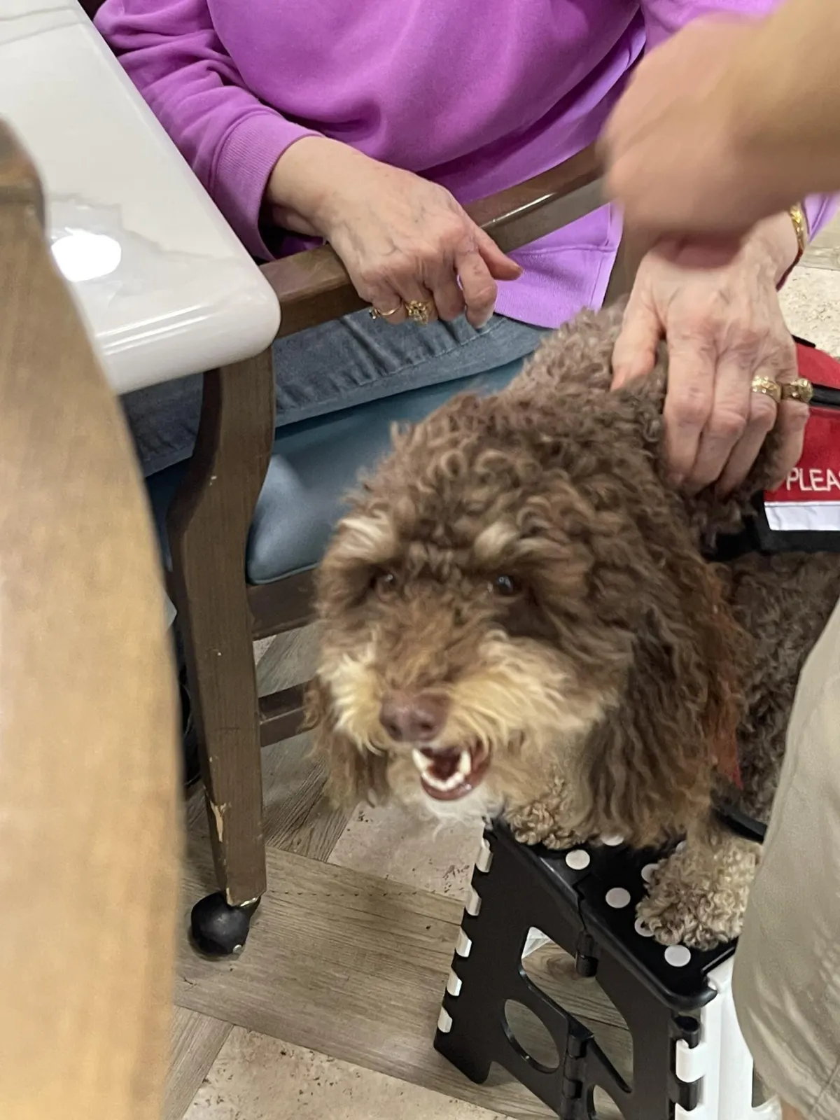 therapy dog wearing vest visiting person in care setting Plano Texas