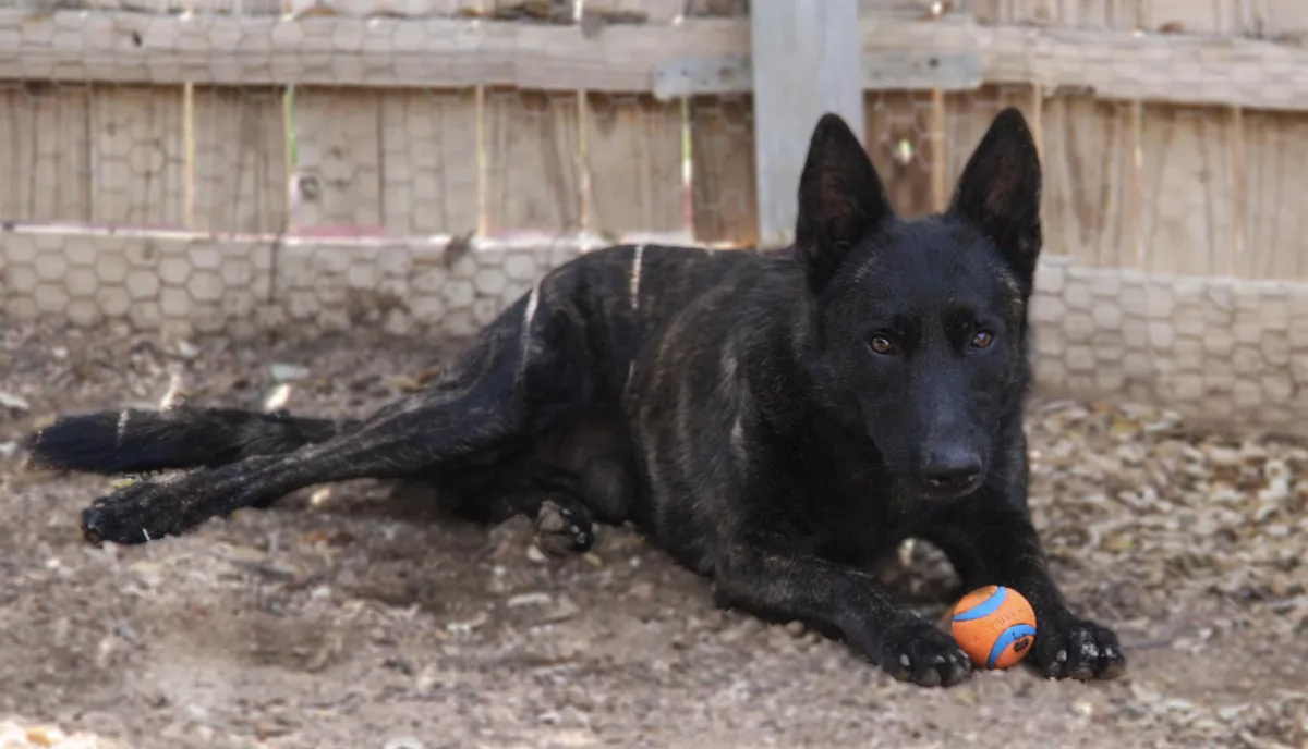 dog lying down with toy in calm daycare environment Plano TX