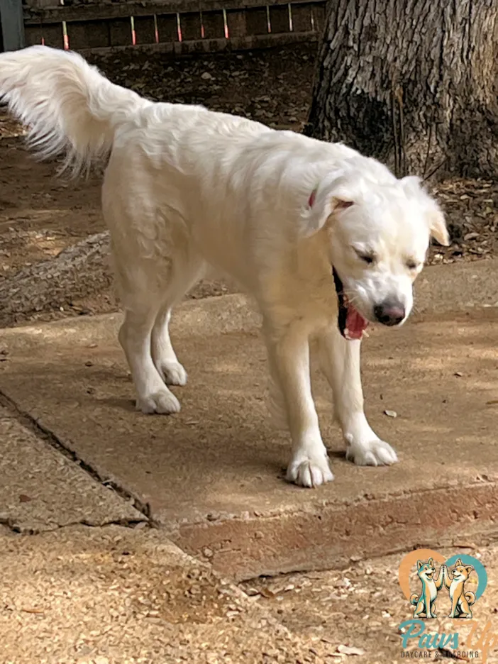 Golden Retriever dog standing outdoors in dog daycare play yard Plano Texas