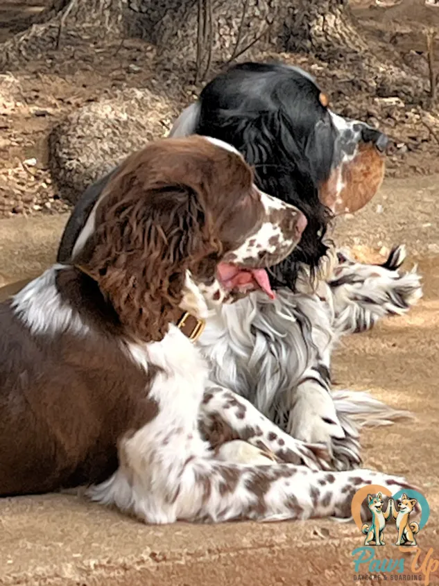 spaniel dogs resting together in structured daycare environment Plano TX