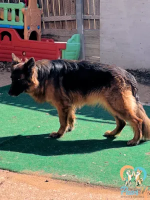 German Shepherd standing in structured dog daycare play area Plano TX