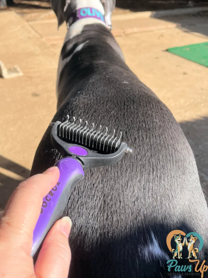 dog being brushed during daycare grooming care Plano TX