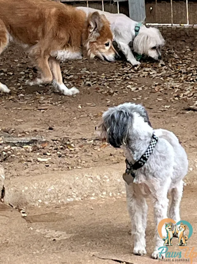 small dog watching other dogs in supervised daycare yard Plano Texas