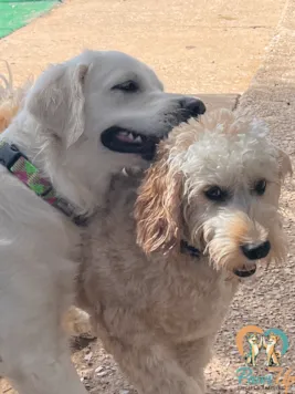 dogs gently interacting in structured dog daycare Plano TX