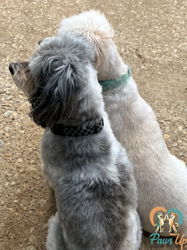small dogs sitting together calmly in dog daycare setting Plano Texas