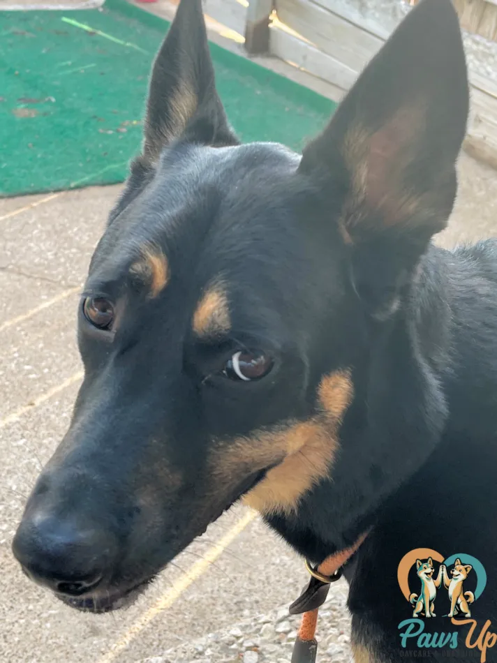 German Shepherd mix dog in boarding environment Plano TX