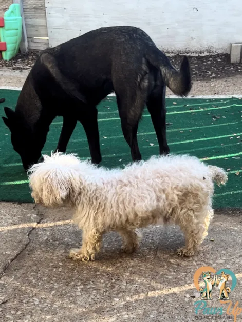 small and large dogs safely together in structured daycare Plano TX