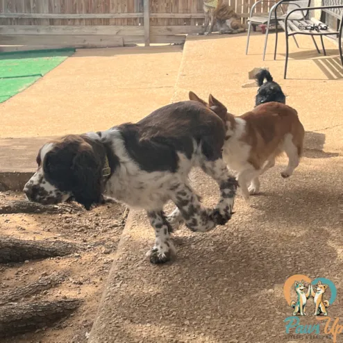 dogs playing together in outdoor daycare yard Plano Texas