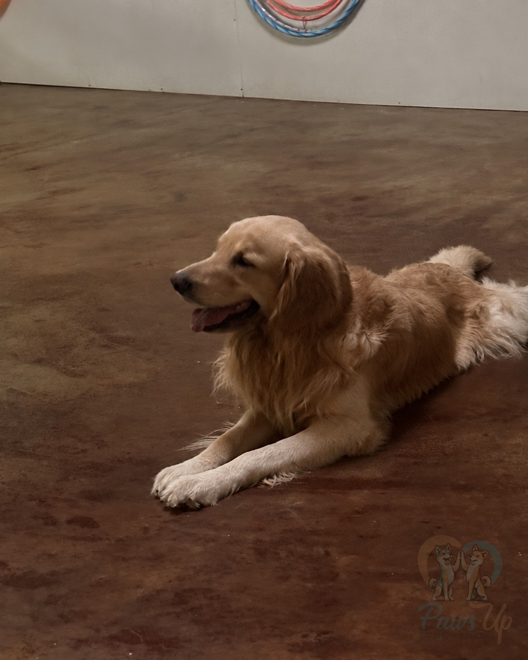 Golden retriever relaxing at Paws Up dog boarding in Plano, TX