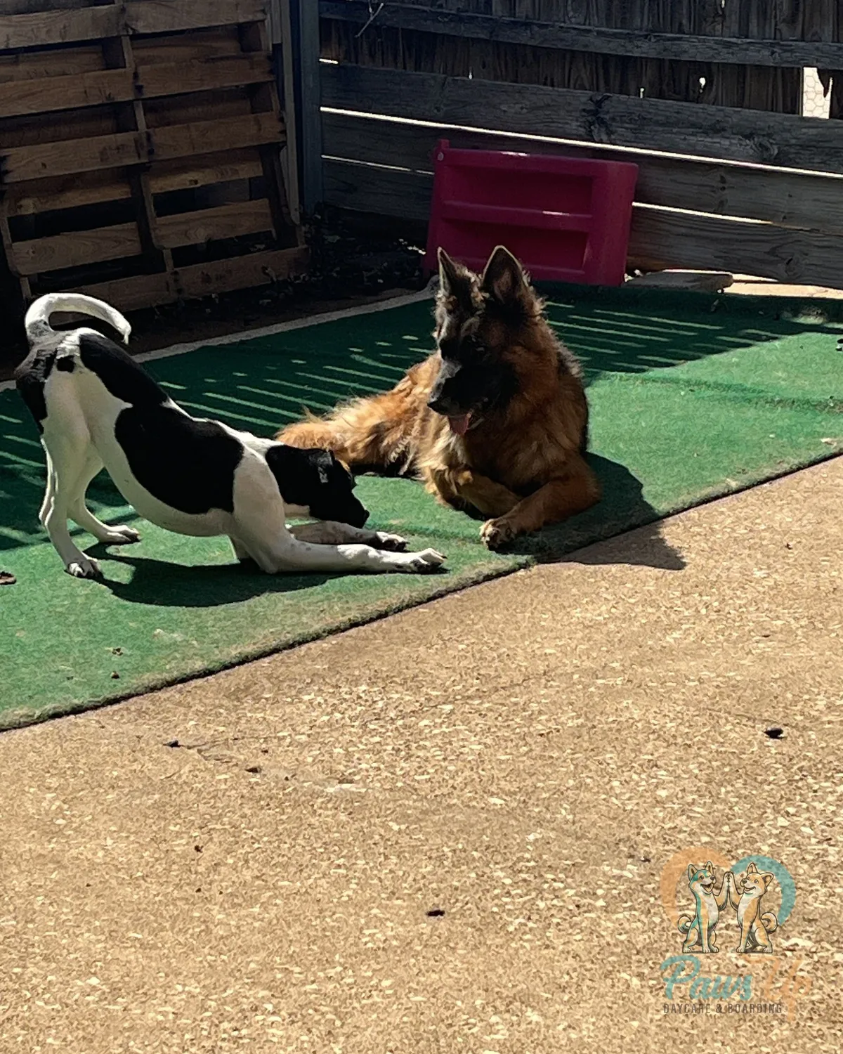 Puppy play bowing to a German shepherd in daycare playgroup at Paws Up in Plano, TX