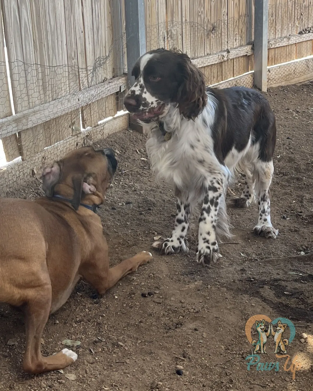 Springer spaniel and boxer in the play yard at Paws Up dog daycare in Plano, TX