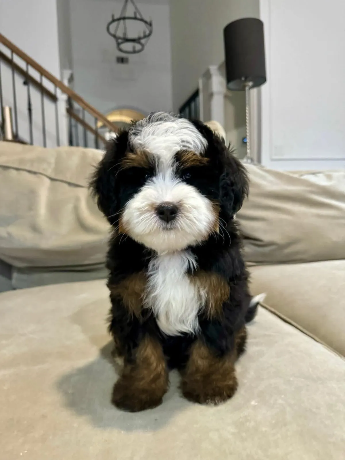large bernedoodle puppies for sale