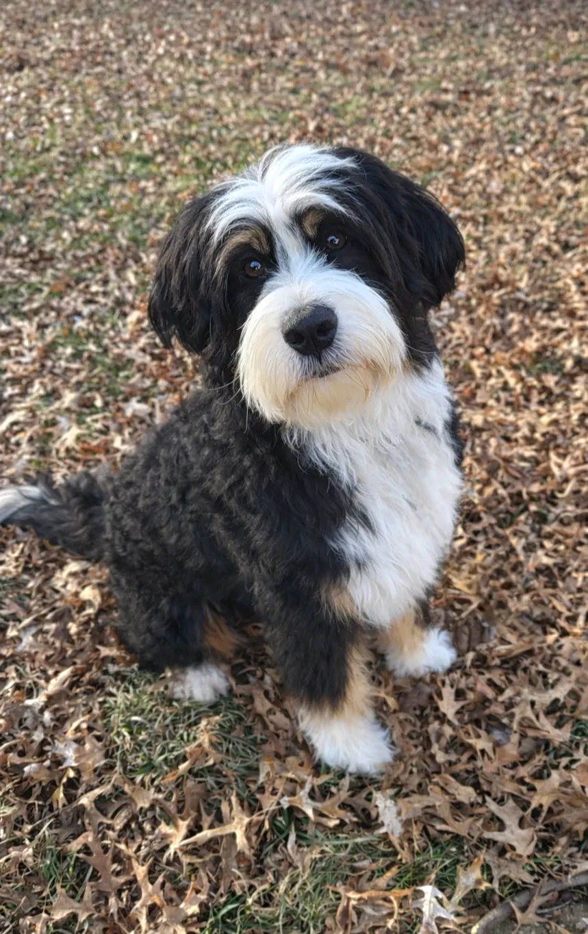 Zazu
