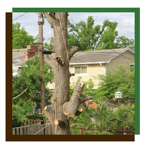 Professional tree removal service completed in Baltimore, MD