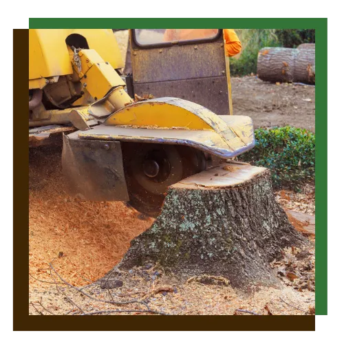 Before and after stump clearing for a smoother landscape