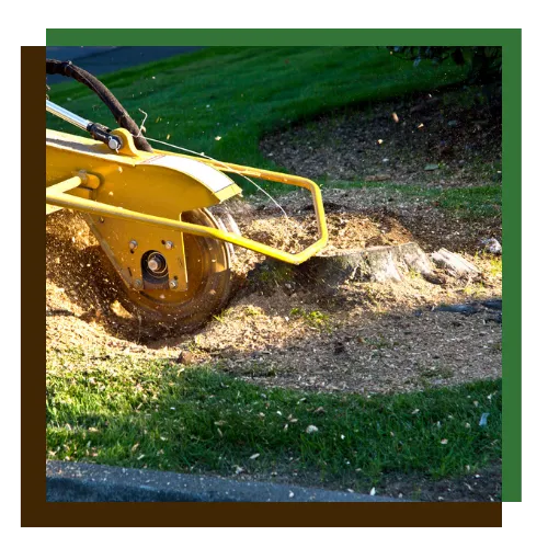 Stump grinding in Towson, MD for a clean and open yard