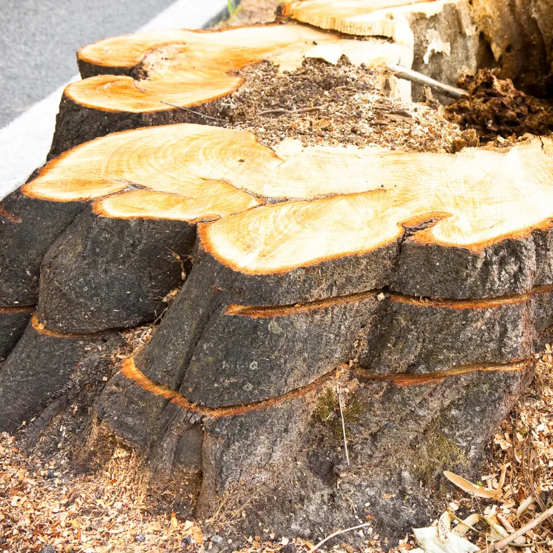 Residential root grinding service for safer lawn care