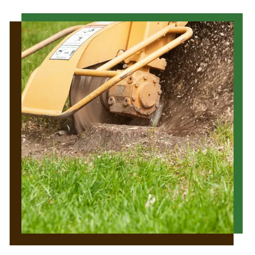 Front yard after stump grinding in Columbia, MD