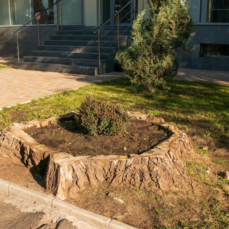 Large stump removal service in Columbia, MD yard