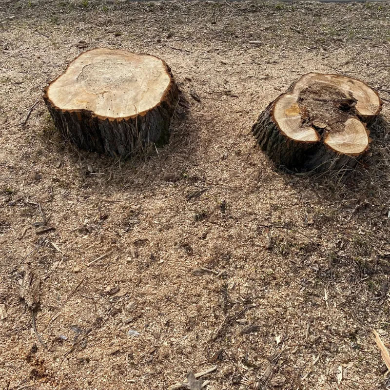 Professional stump grinding equipment at work outdoors
