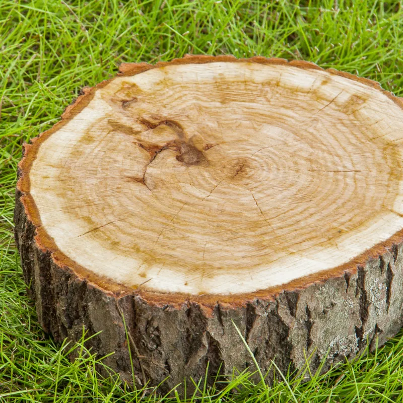 Clean lawn after stump grinding service near me for safer outdoor use