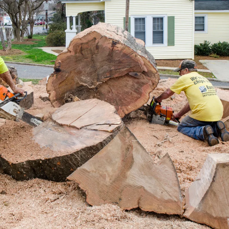 Apple Tree Expert team performing tree stump grinding safely and neatly