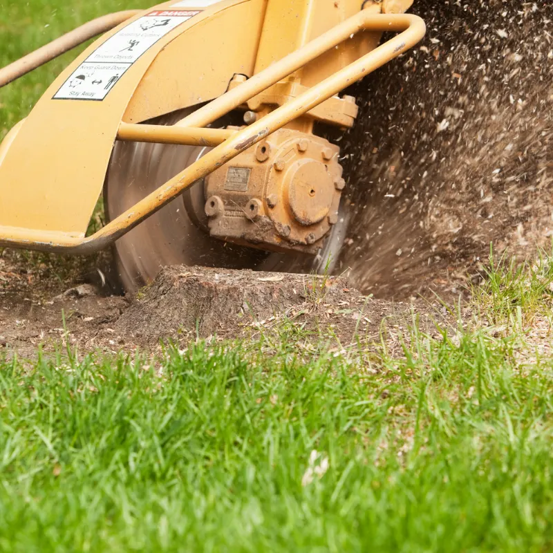 Large stump removal service in Columbia, MD yard