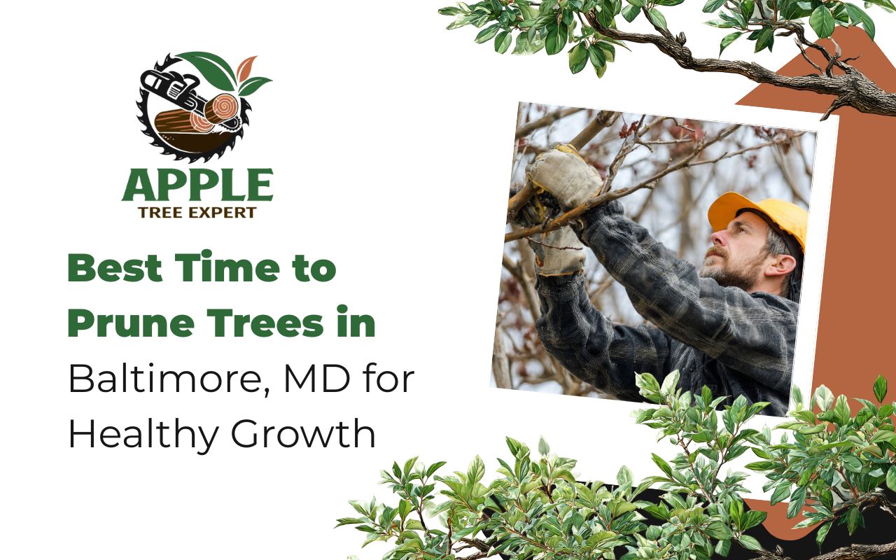 Best Time to Prune Trees in Baltimore, MD for Healthy Growth