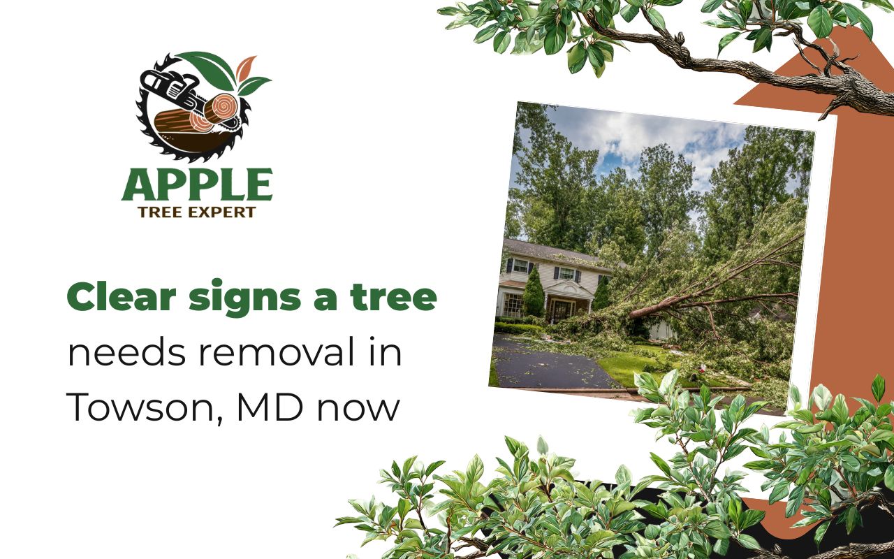 Clear signs a tree needs removal in Towson, MD now