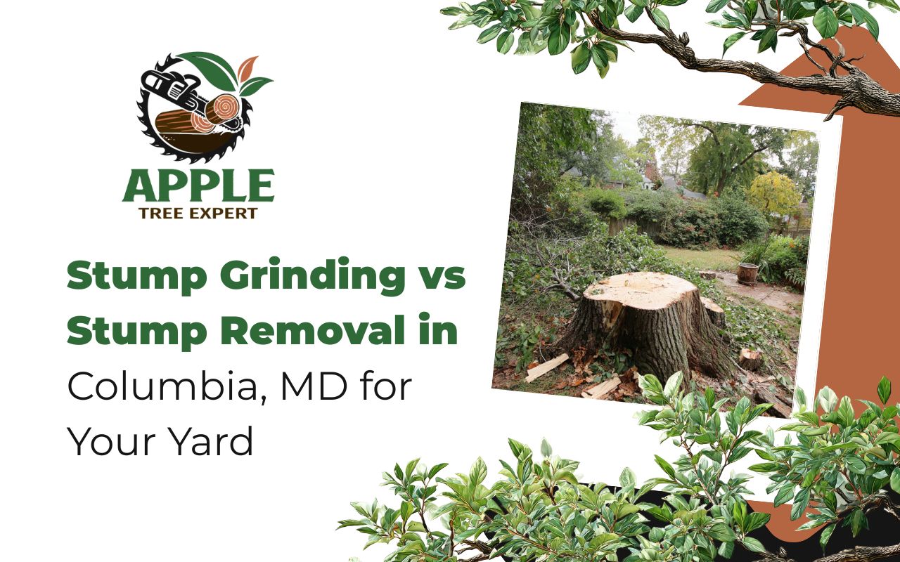 Stump Grinding vs Stump Removal in Columbia, MD for Your Yard