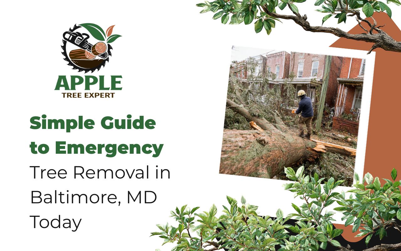 Simple Guide to Emergency Tree Removal in Baltimore, MD Today
