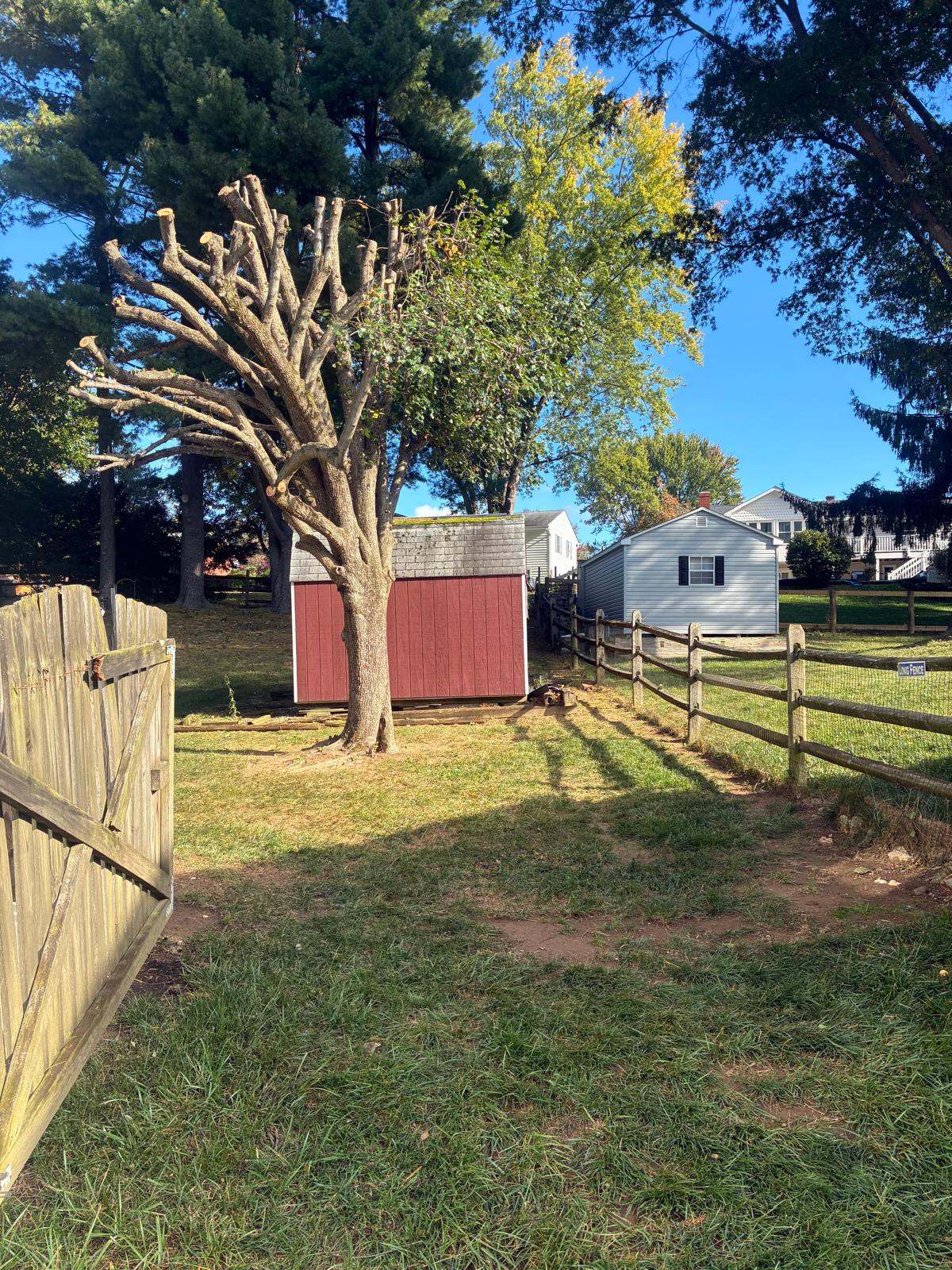 Overgrown tree trimming service making trees safer and cleaner