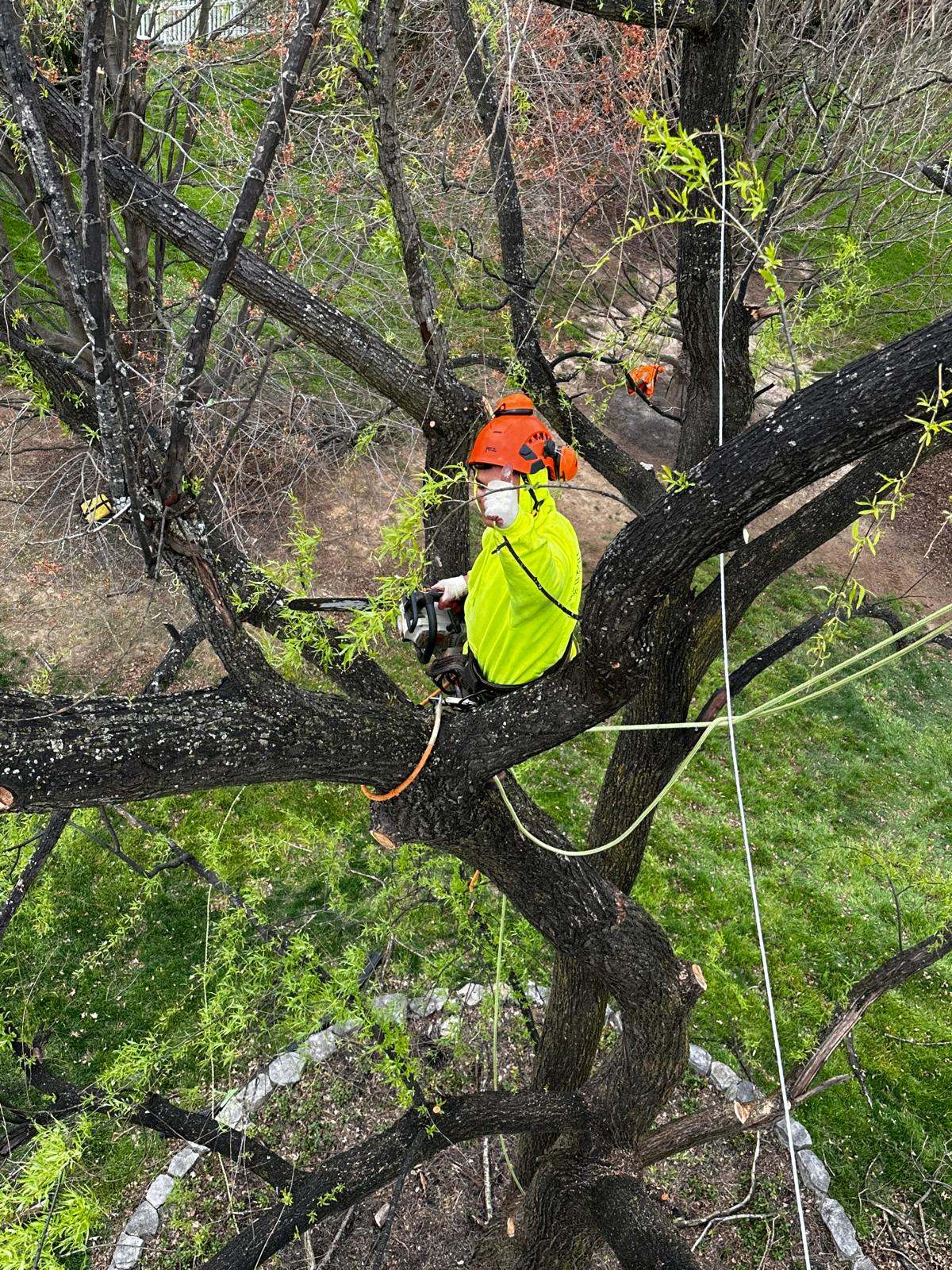 Branch trimming service clearing overgrown limbs above a driveway